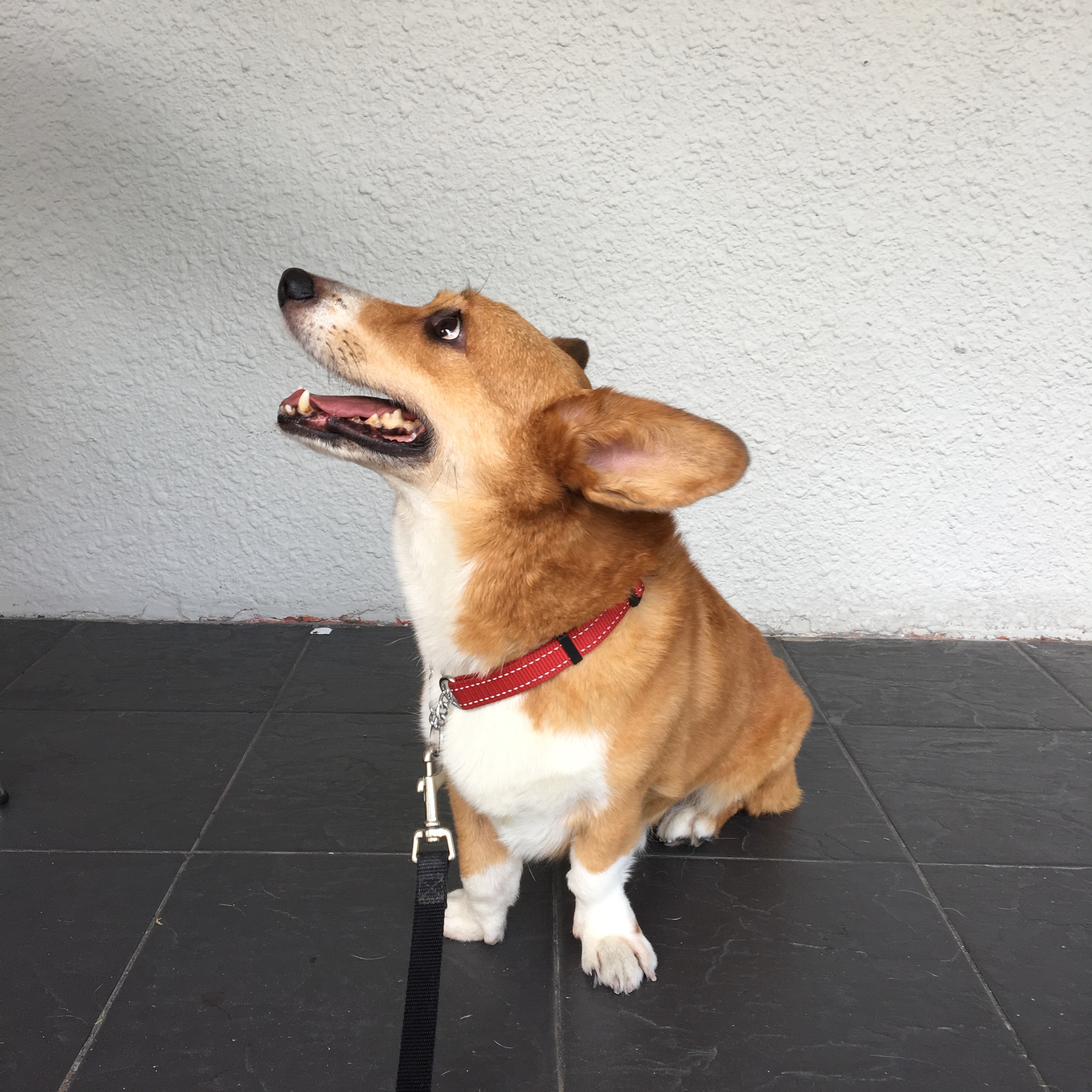 Companion Animal
