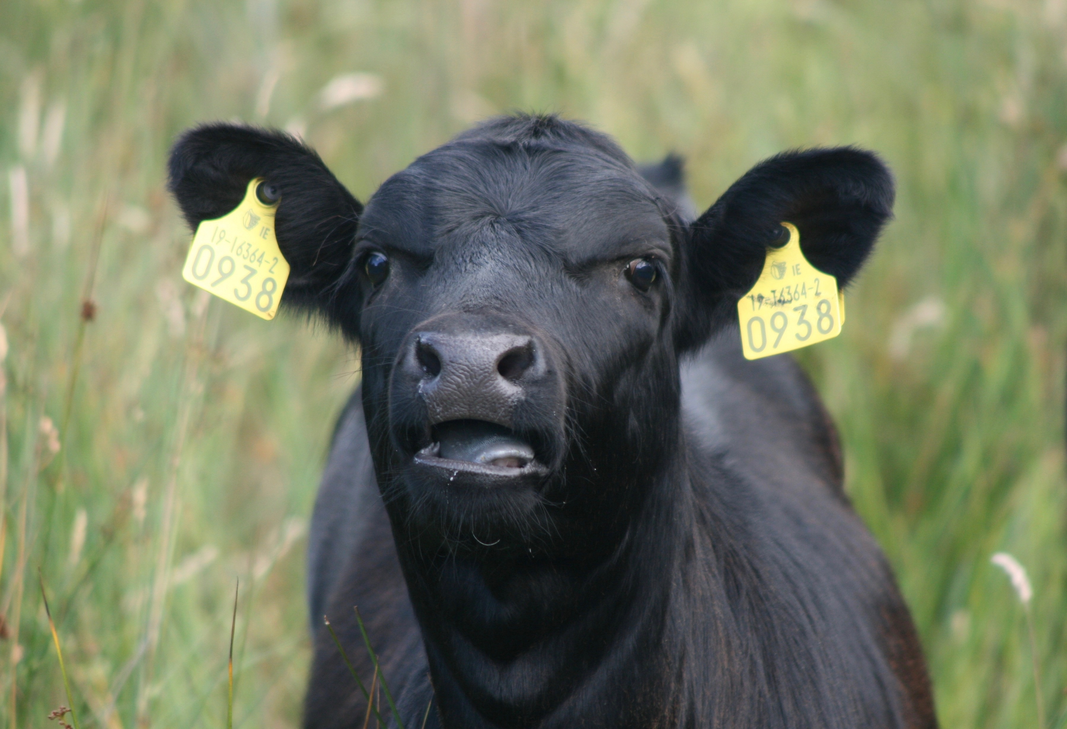 Bovine