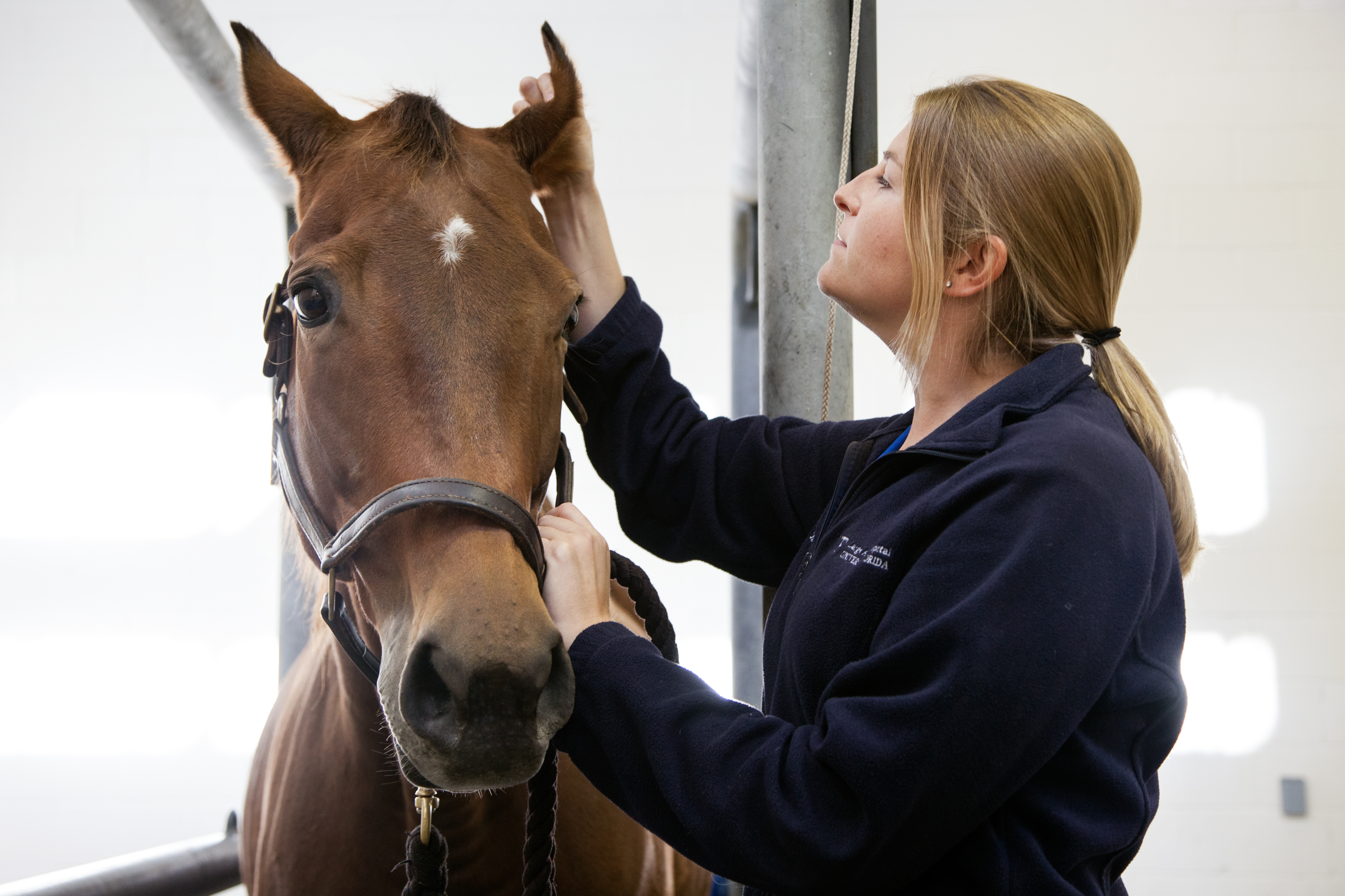 Equine care at Animal Clinic